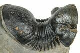 Arched Paralejurus Trilobite Fossil - Atchana, Morocco #322283-2